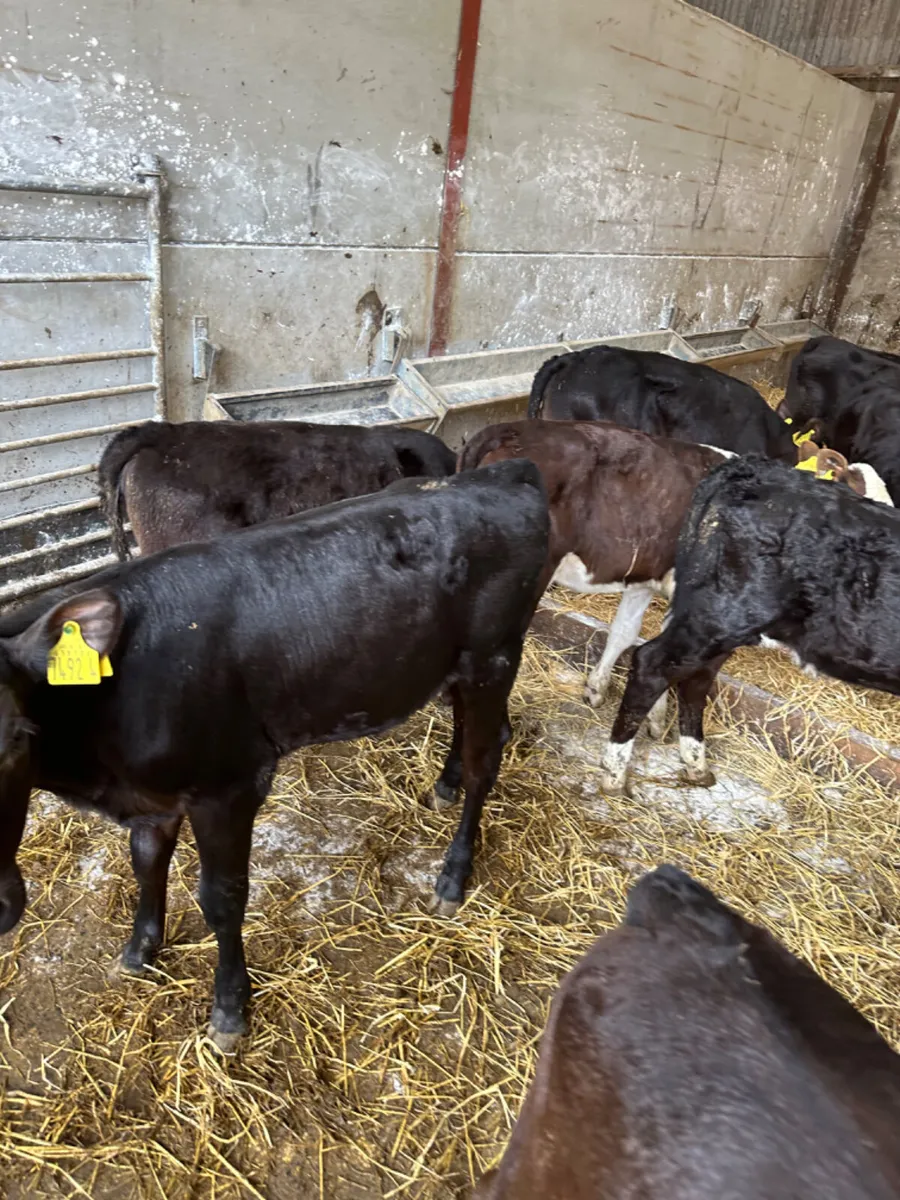 Reared Angus and Hereford heifers - Image 3
