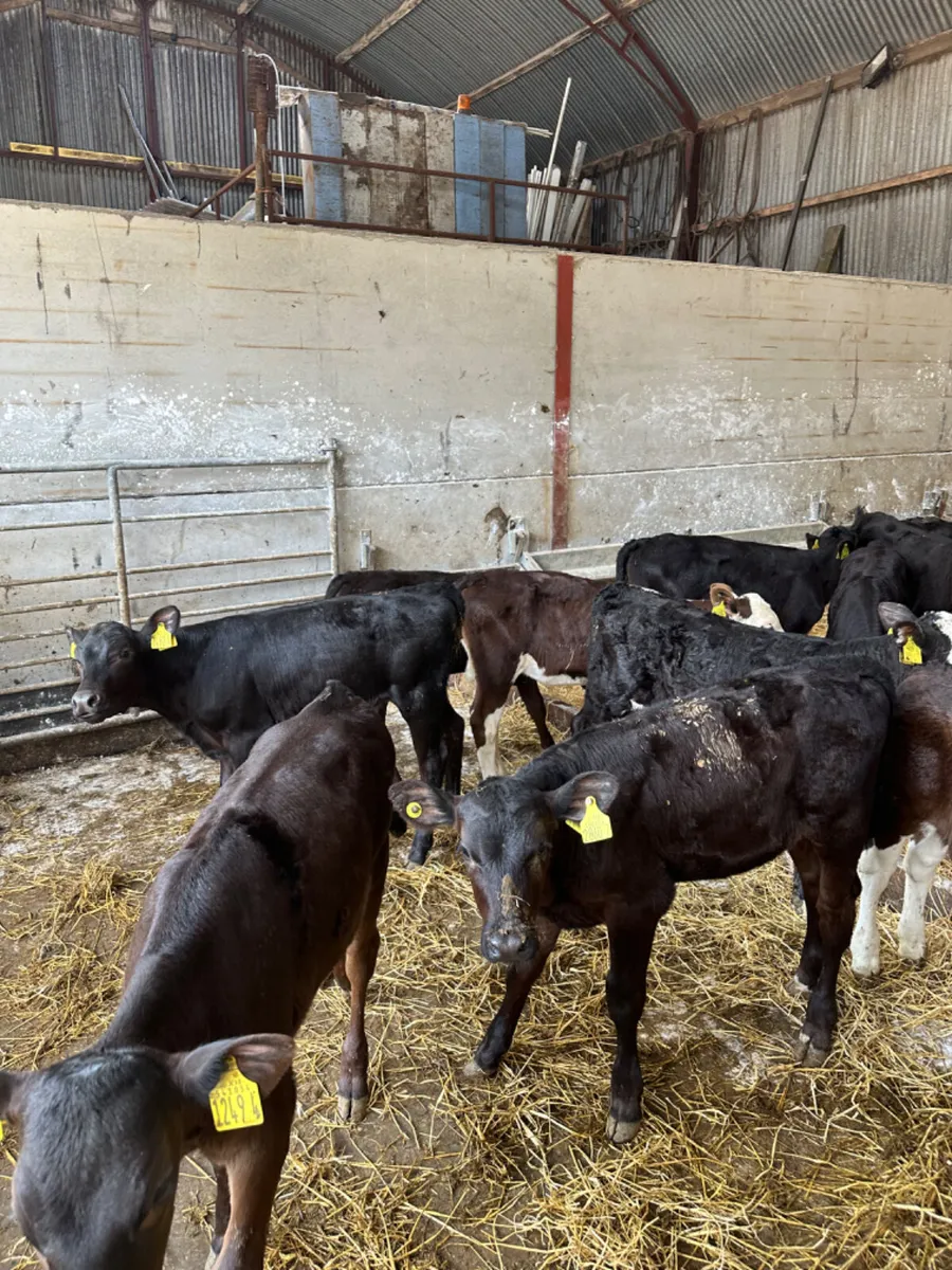 Reared Angus and Hereford heifers - Image 2