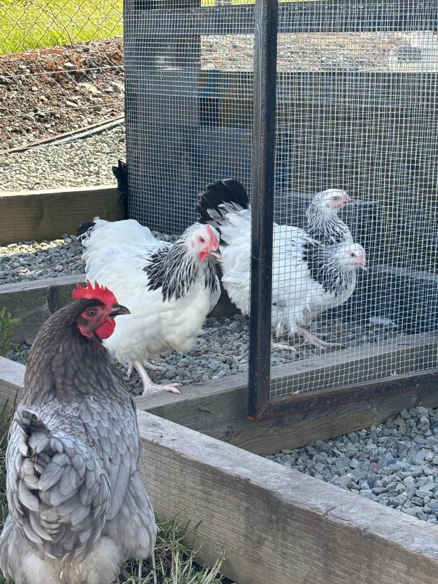 Light Sussex Roosters - Image 2