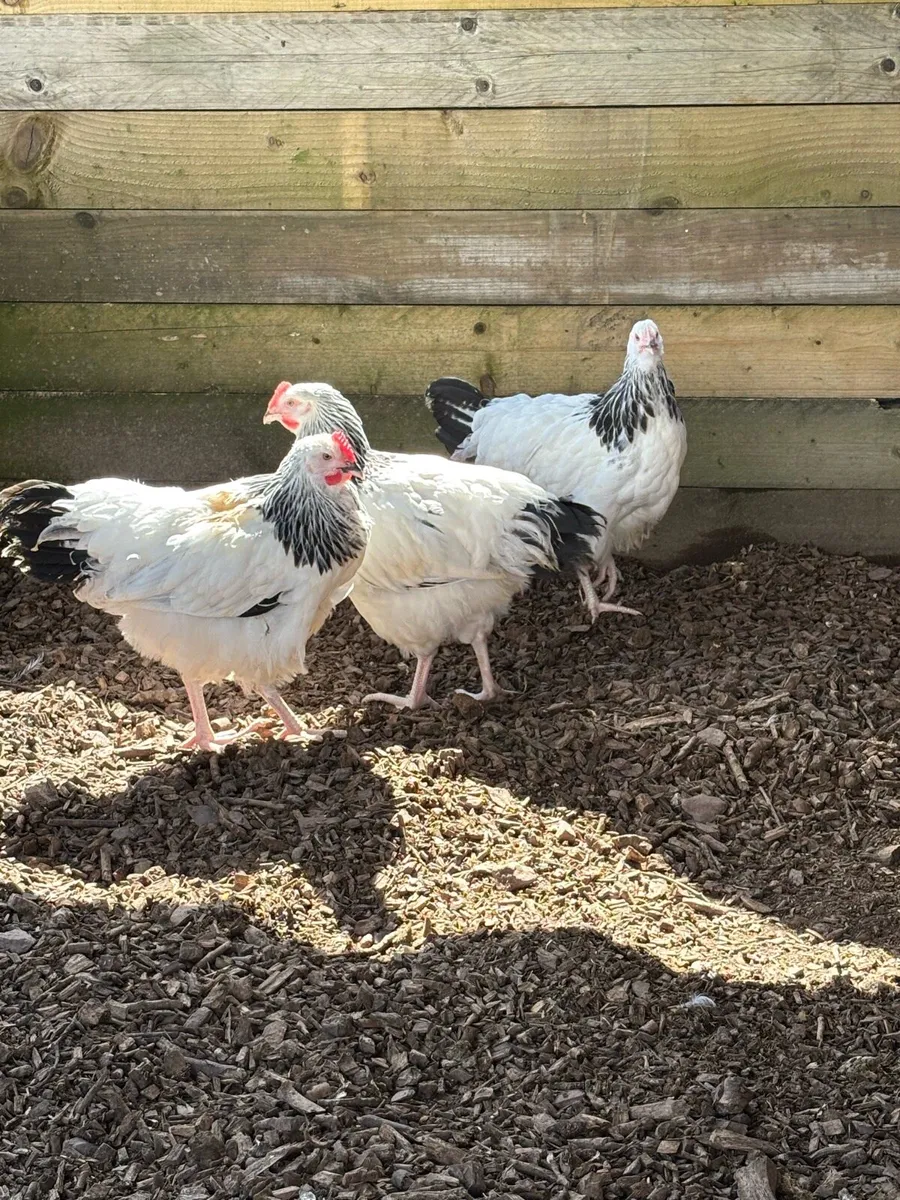 Light Sussex Roosters - Image 3