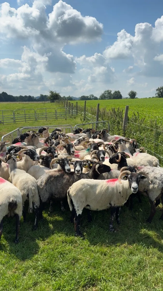 Horned ewes correct - Image 1