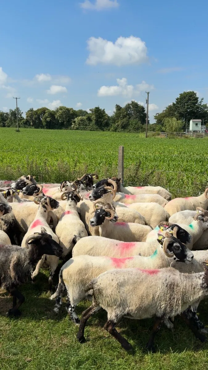 Horned ewes correct - Image 2