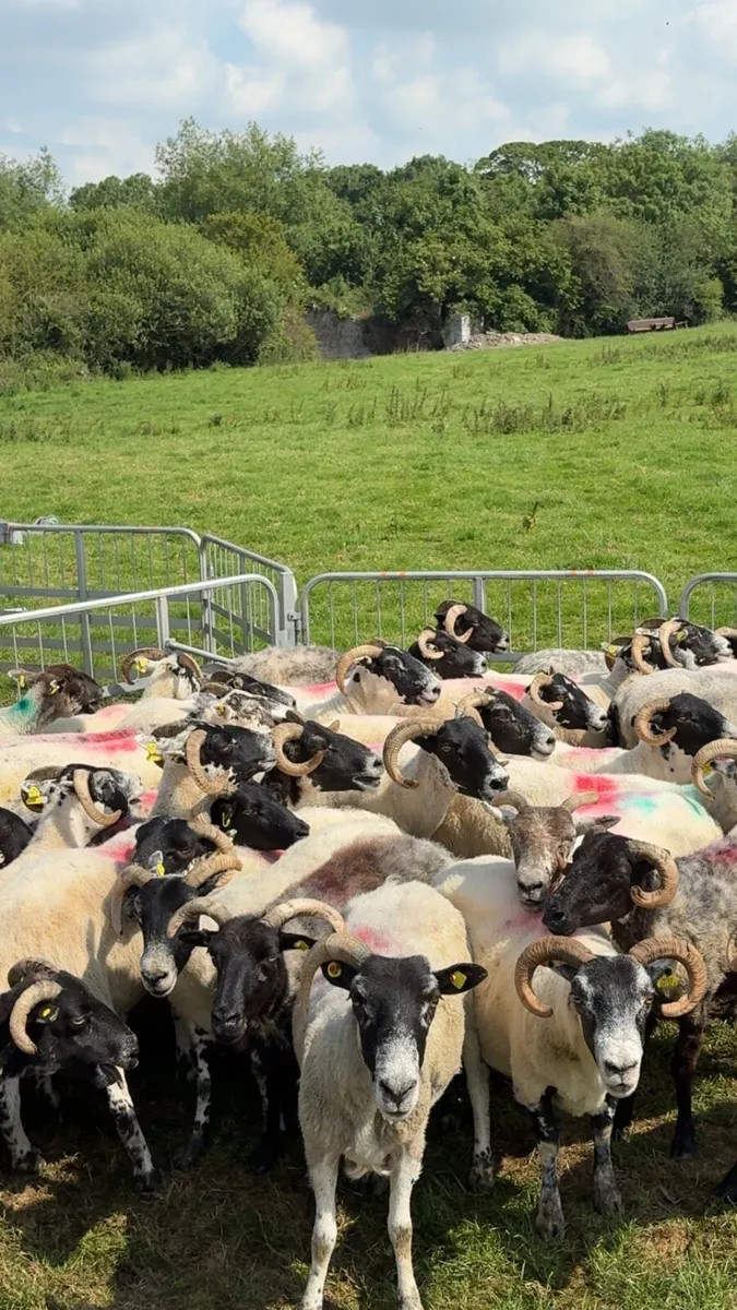 Horned ewes correct - Image 4