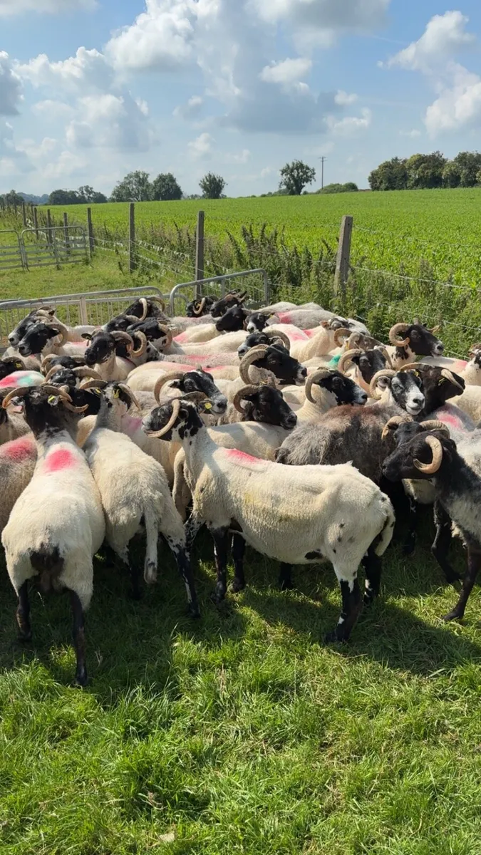 Horned ewes correct - Image 3
