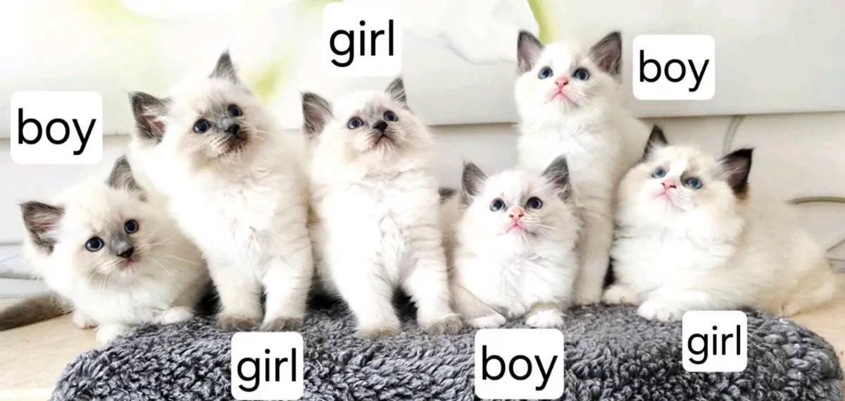 Pure breed Ragdoll kittens - Image 1