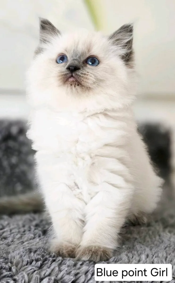 Pure breed Ragdoll kittens - Image 2