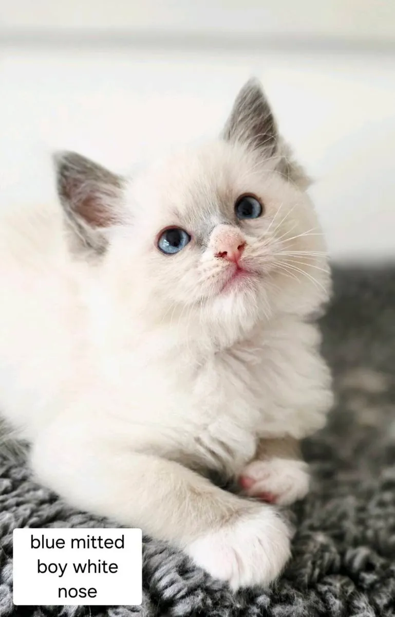 Pure breed Ragdoll kittens - Image 3
