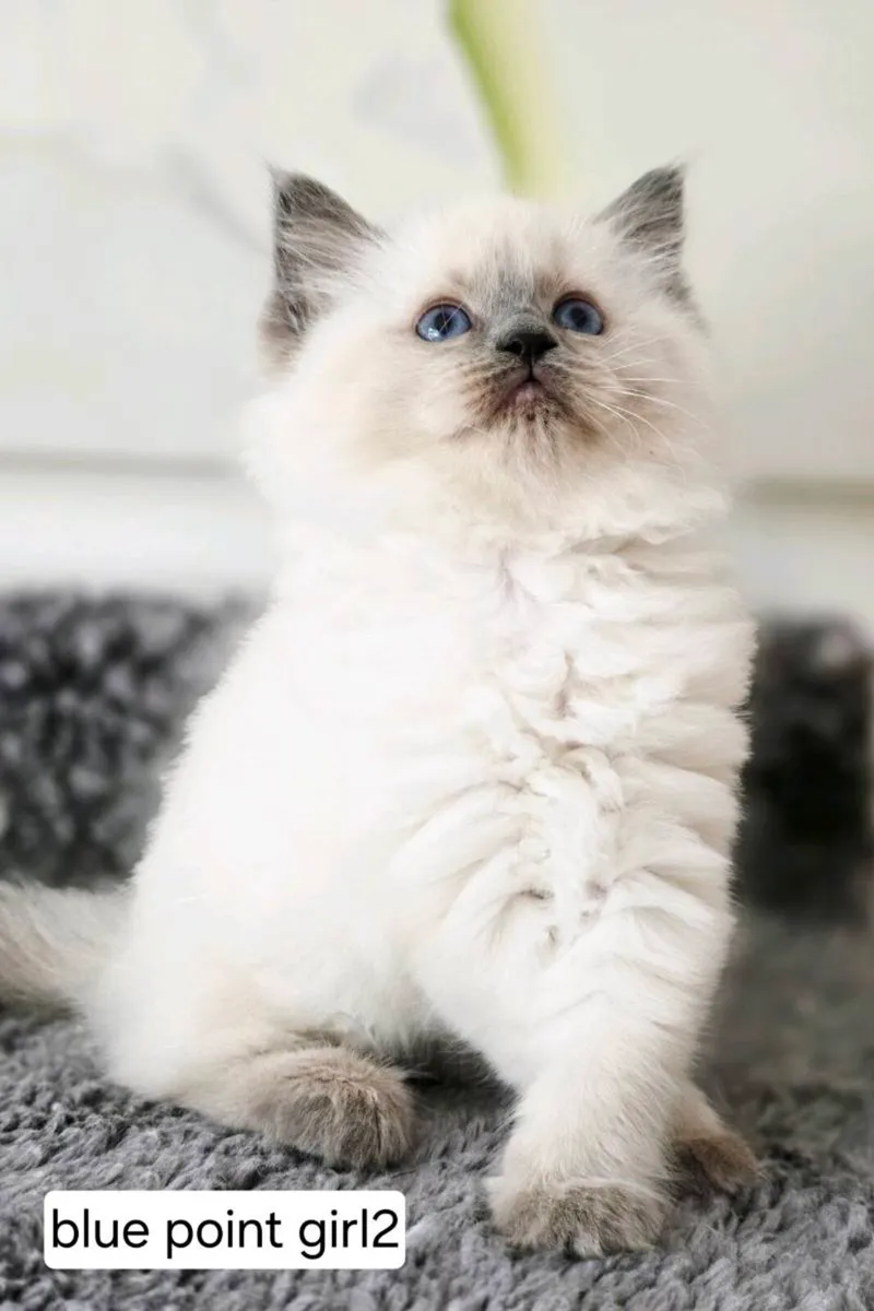 Pure breed Ragdoll kittens - Image 4