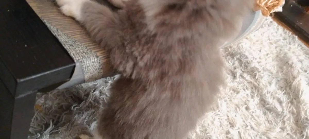 Pets - Image 3