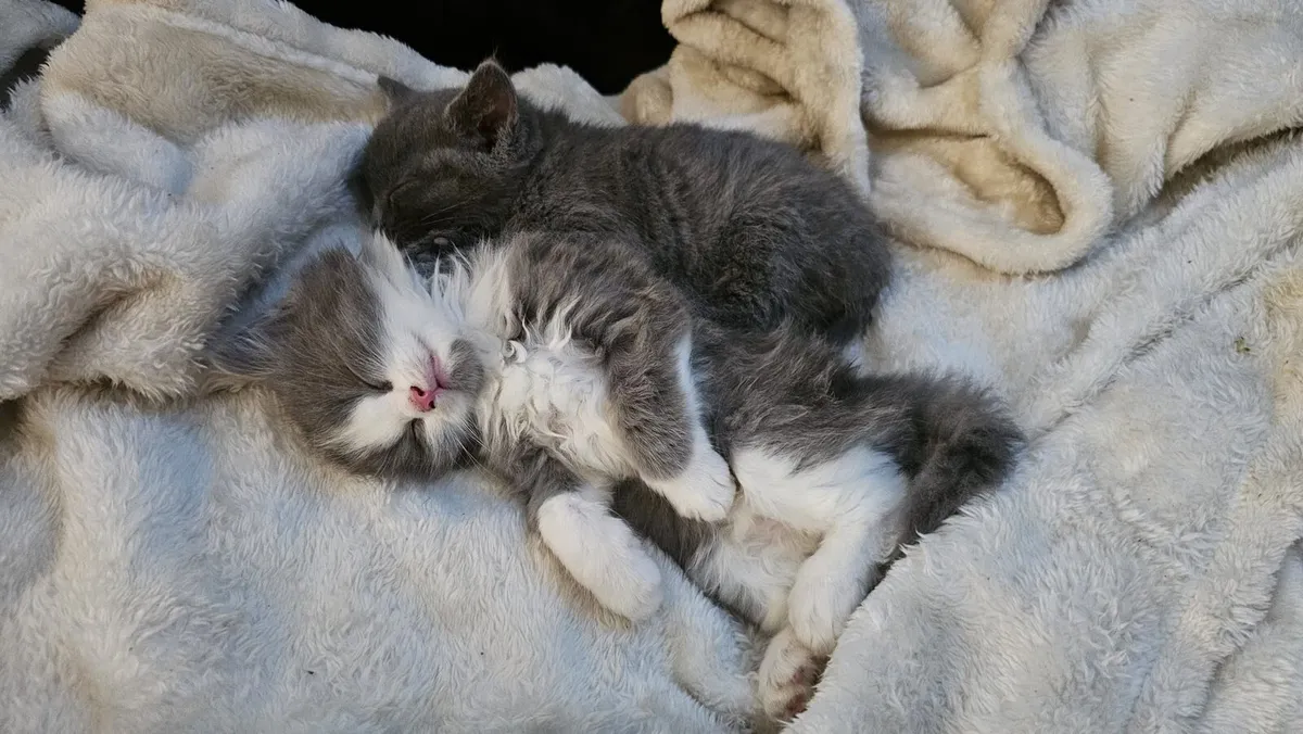 Pets - Image 4