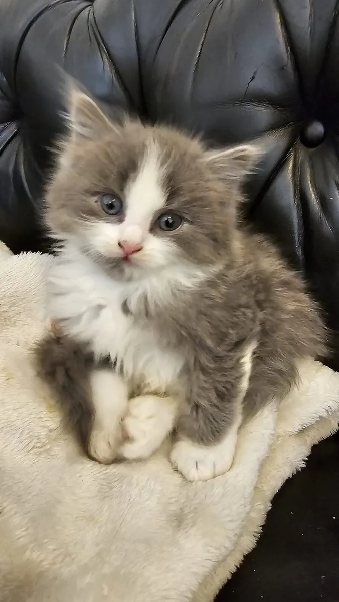 Pets - Image 1
