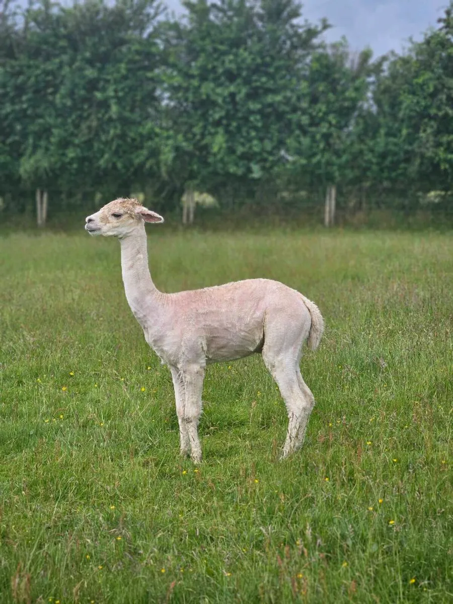 Alpaca - Image 4
