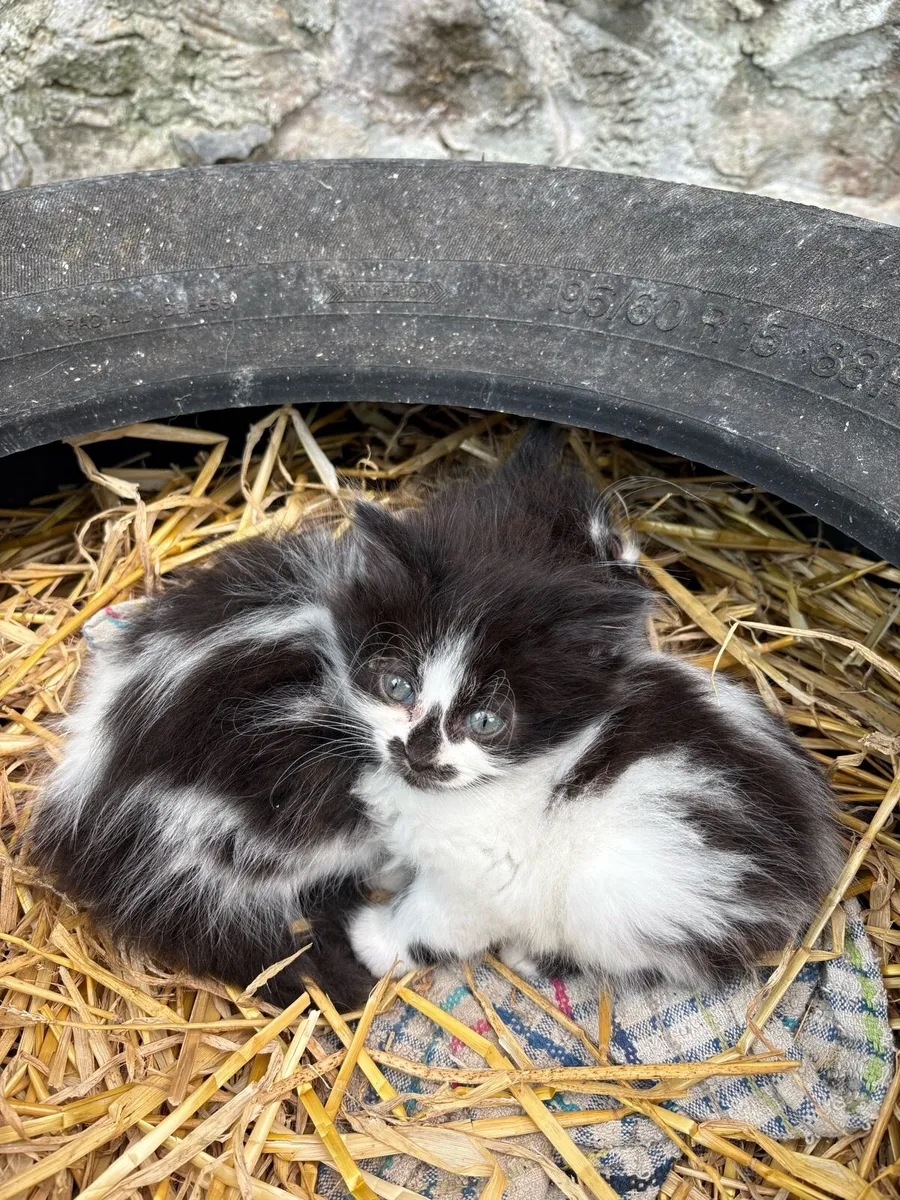 8 week old kitten for sale - Image 1