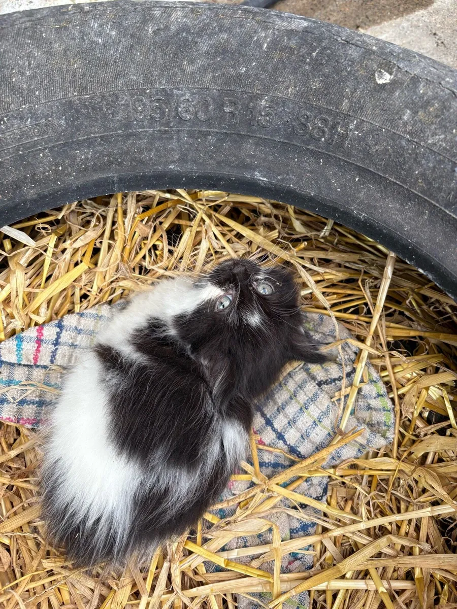 8 week old kitten for sale - Image 2