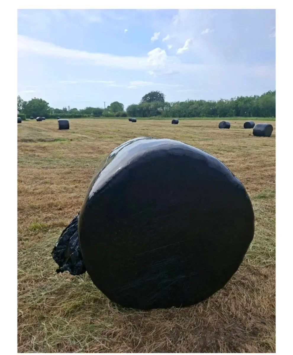Silage for sale