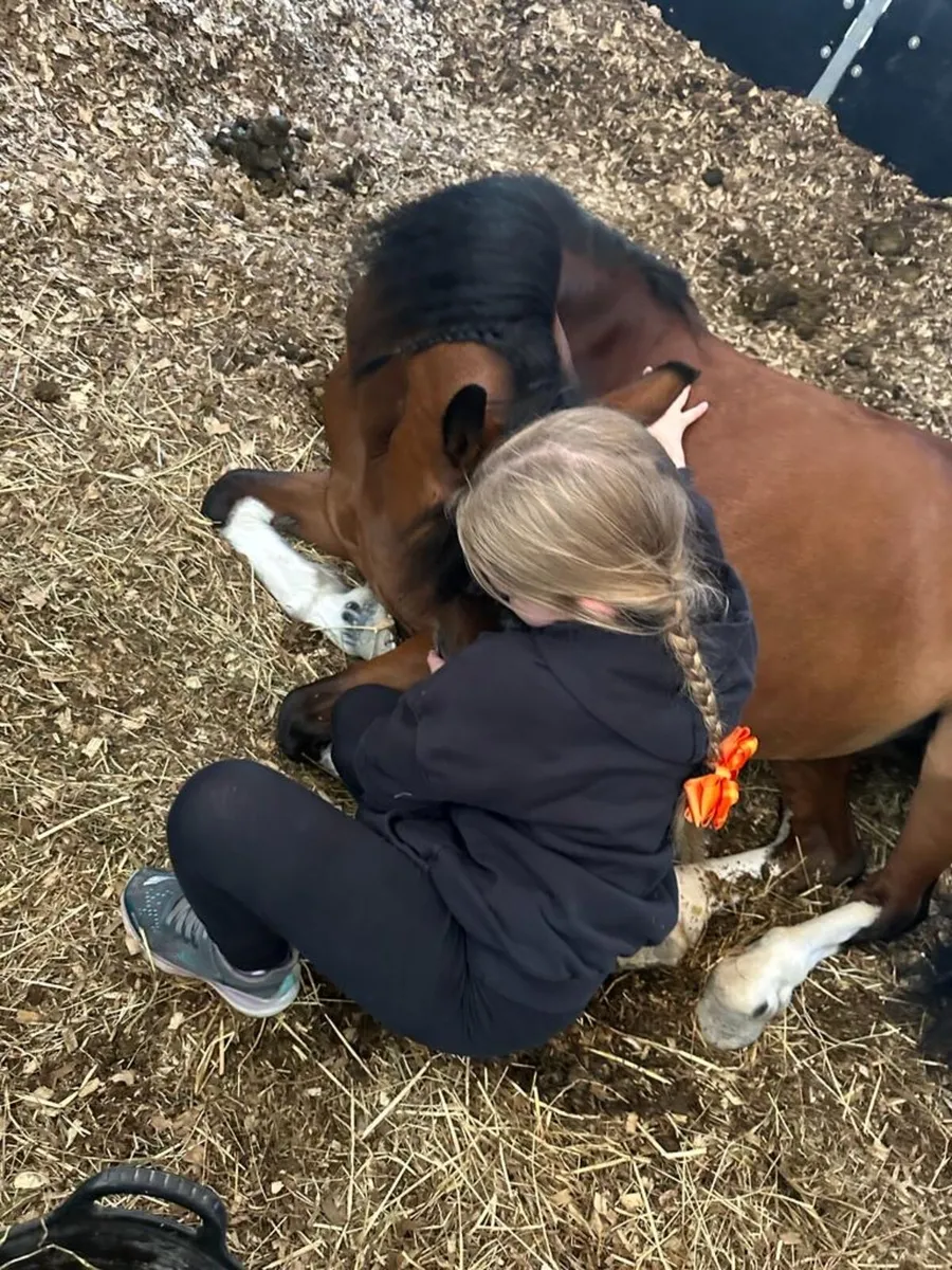 Pony - Image 4