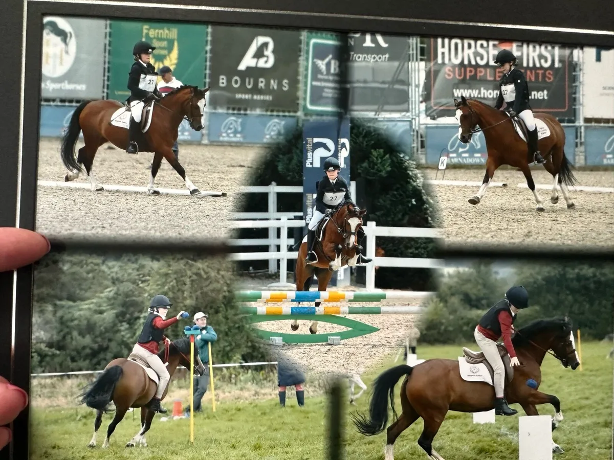 Pony - Image 1