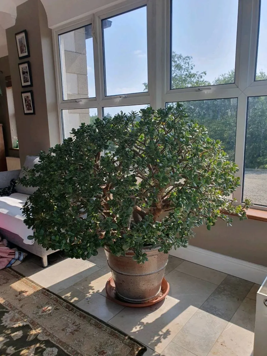 Large money plant - Image 1
