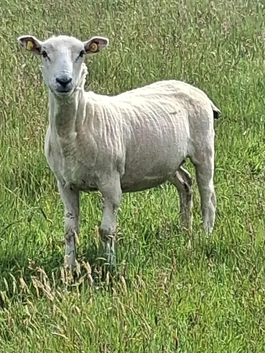 Sheep - Image 1