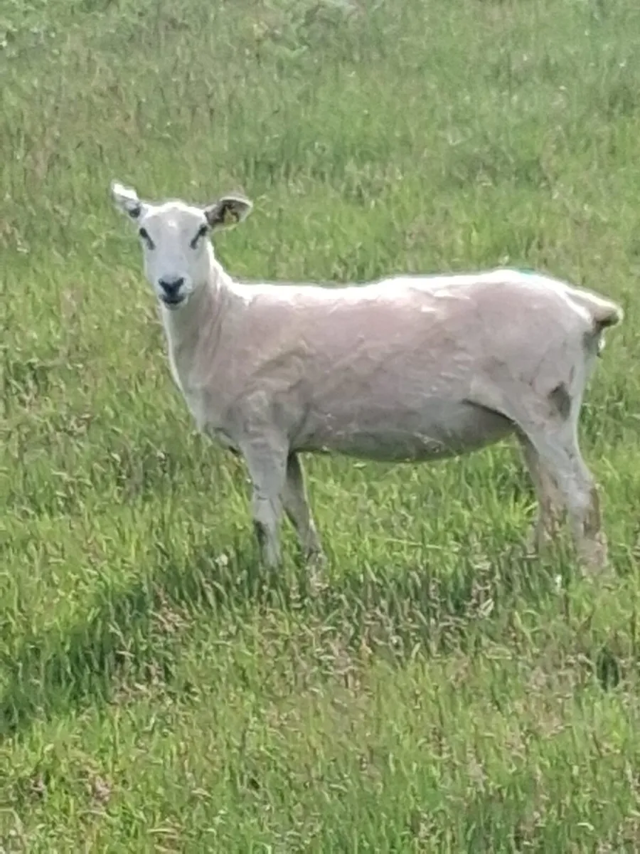 Sheep - Image 2