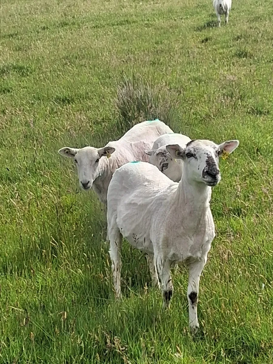 Sheep - Image 3