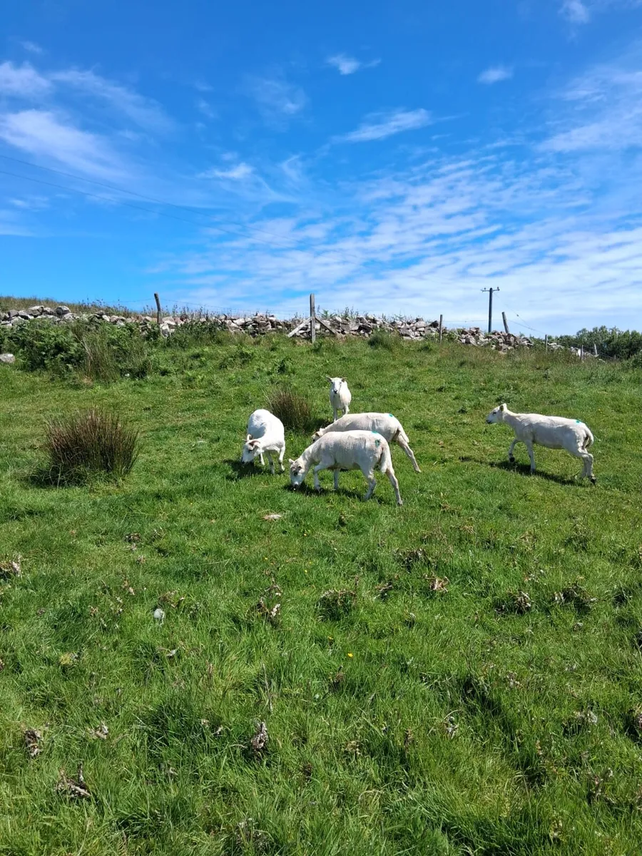 Sheep - Image 4