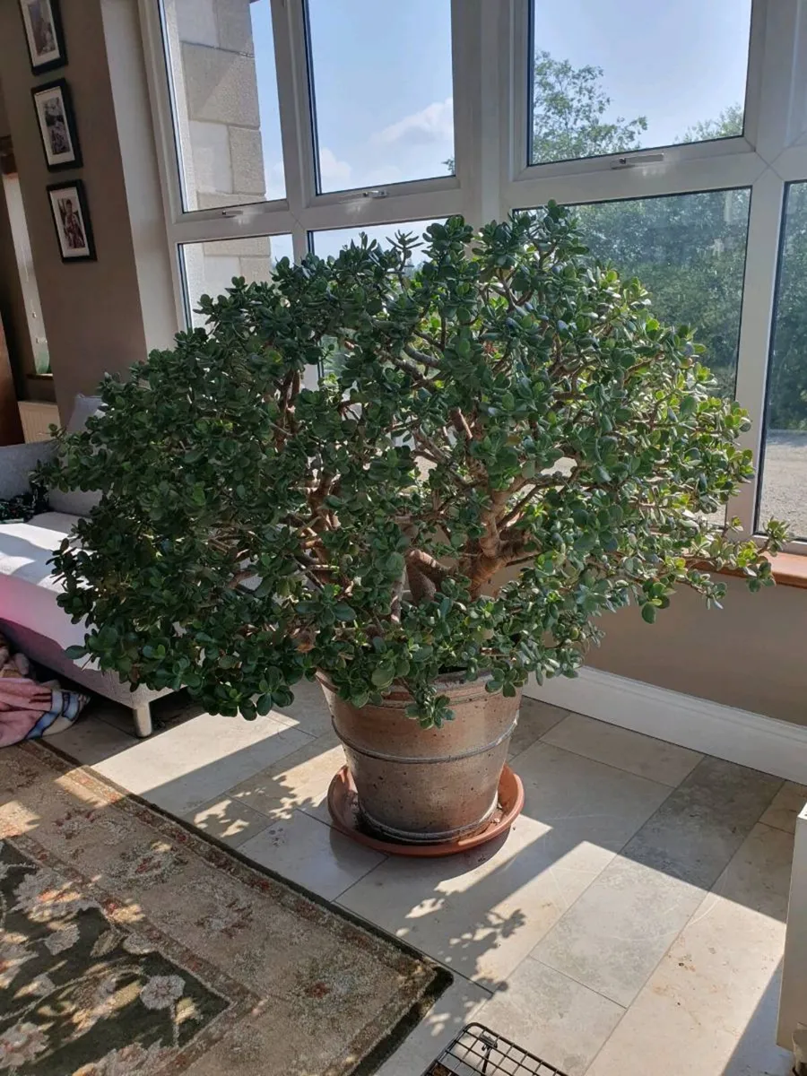 Large money plant - Image 2