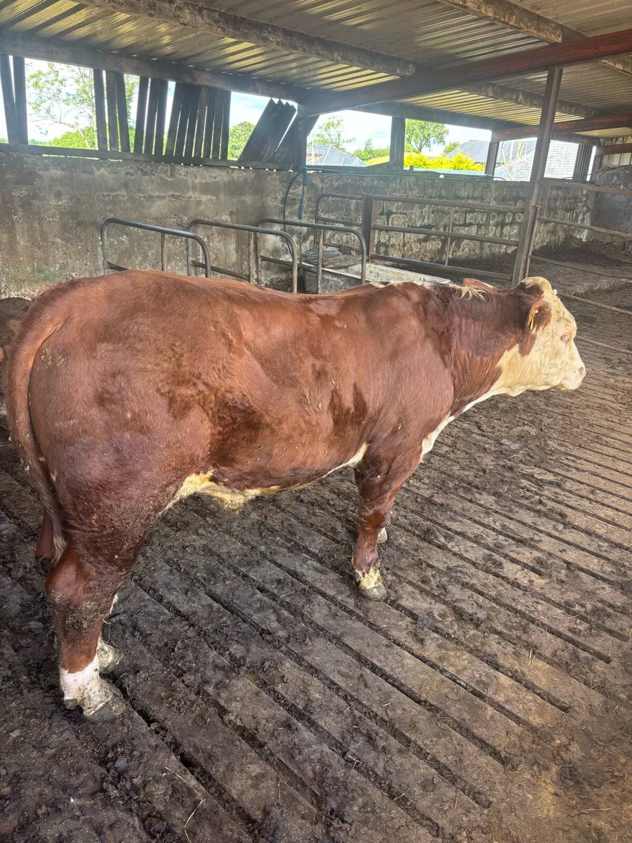 Pedigree Hereford Bull