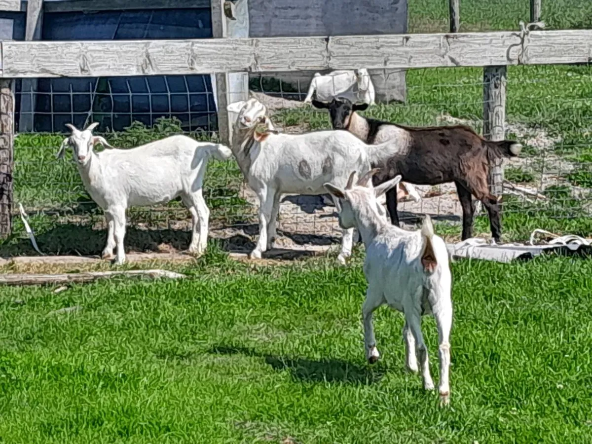 Goats - Image 1