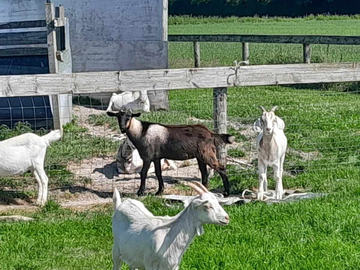 Goats - Image 2