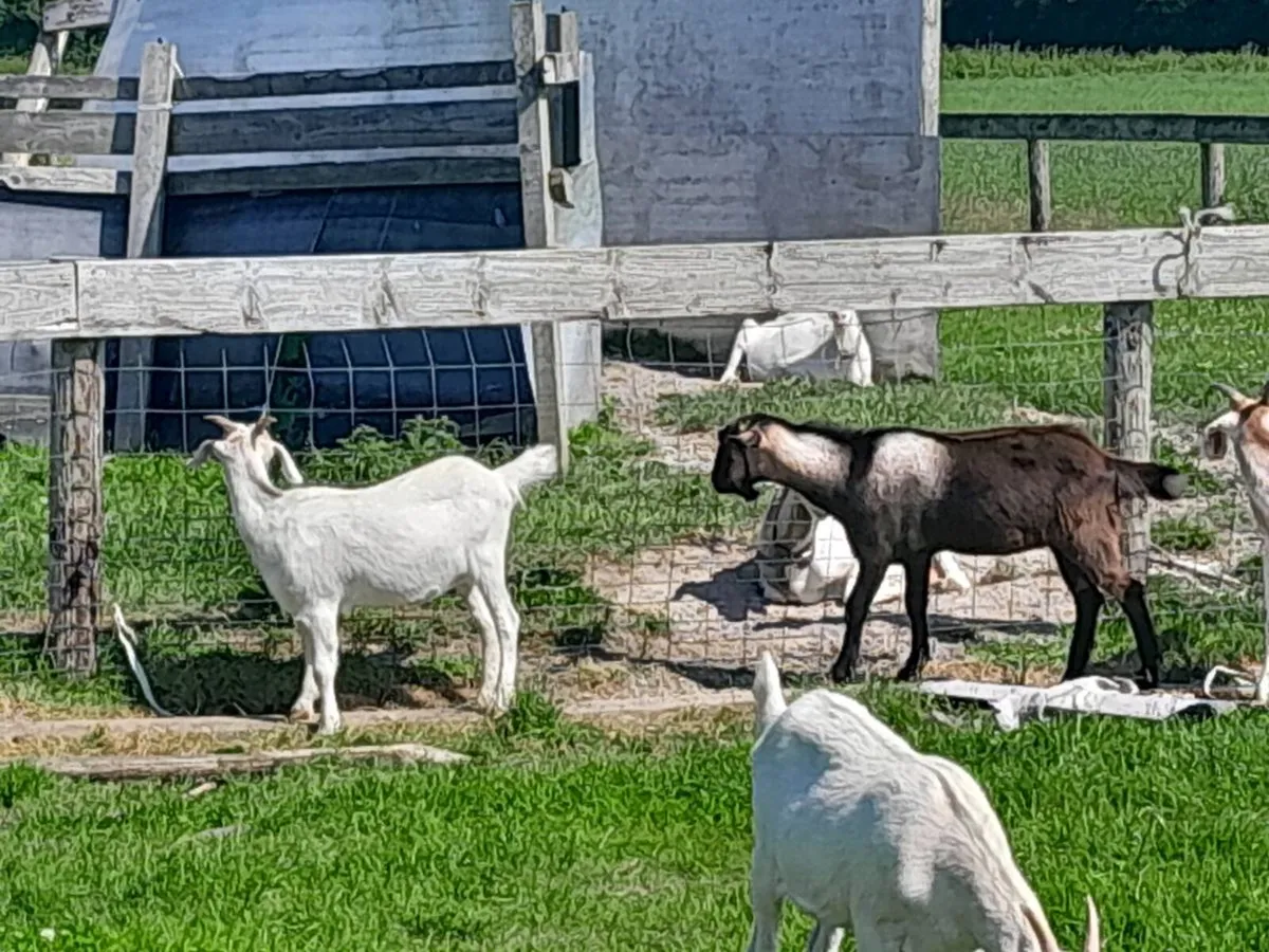 Goats - Image 3