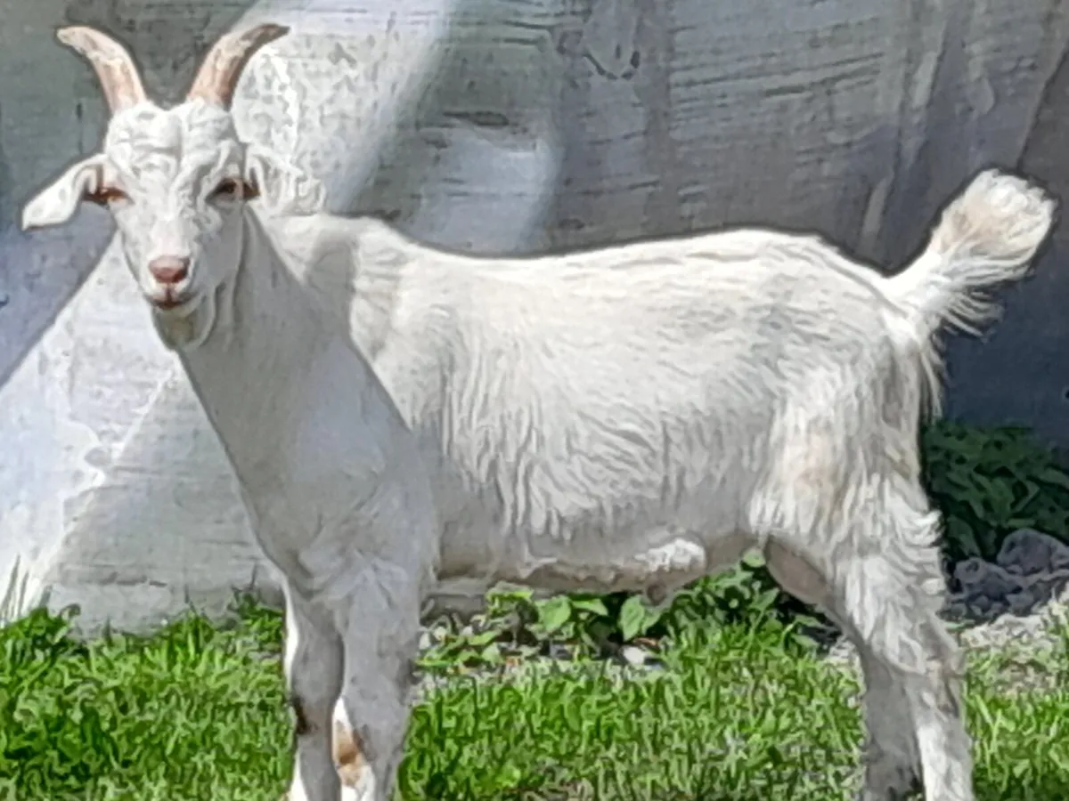 Goats - Image 4