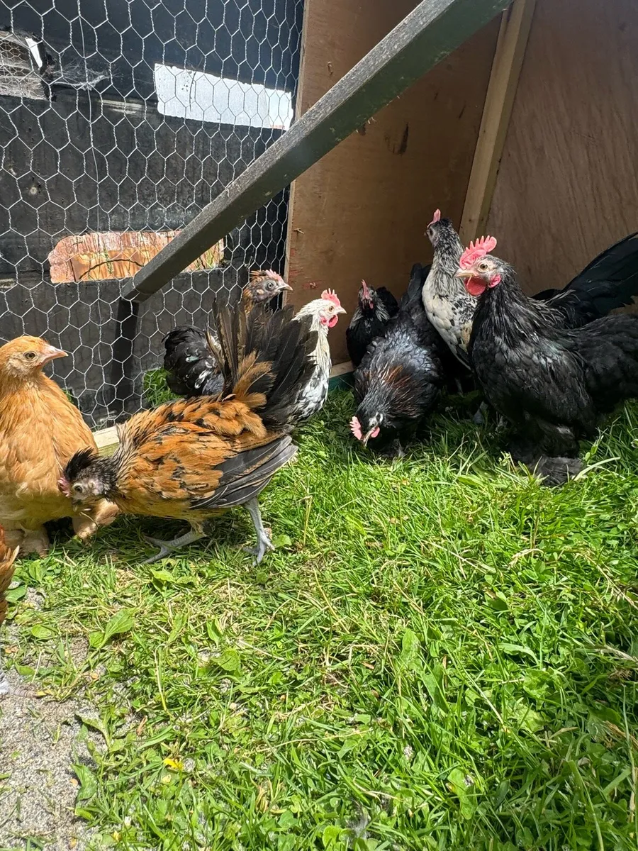 Mix of bantams for sale - Image 4
