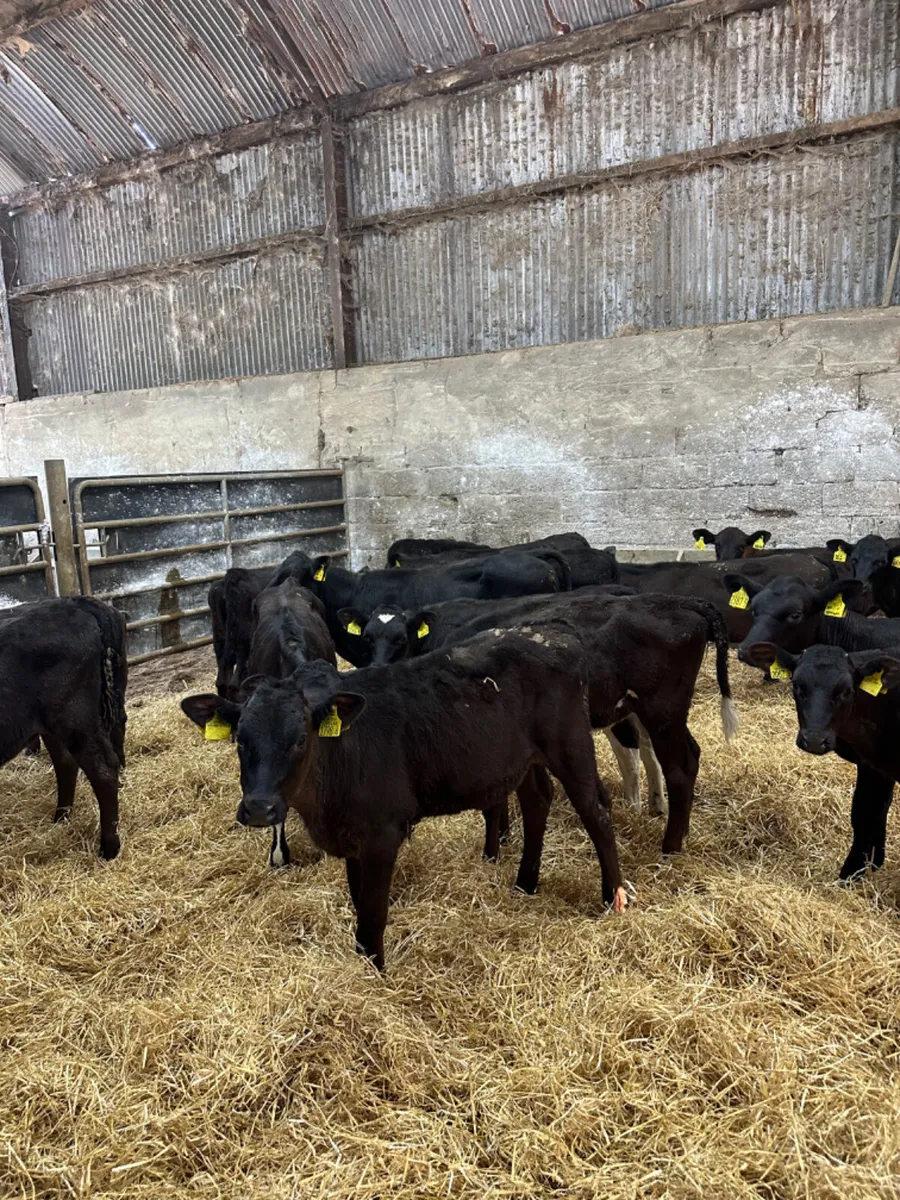Angus and lim heifers - Image 1