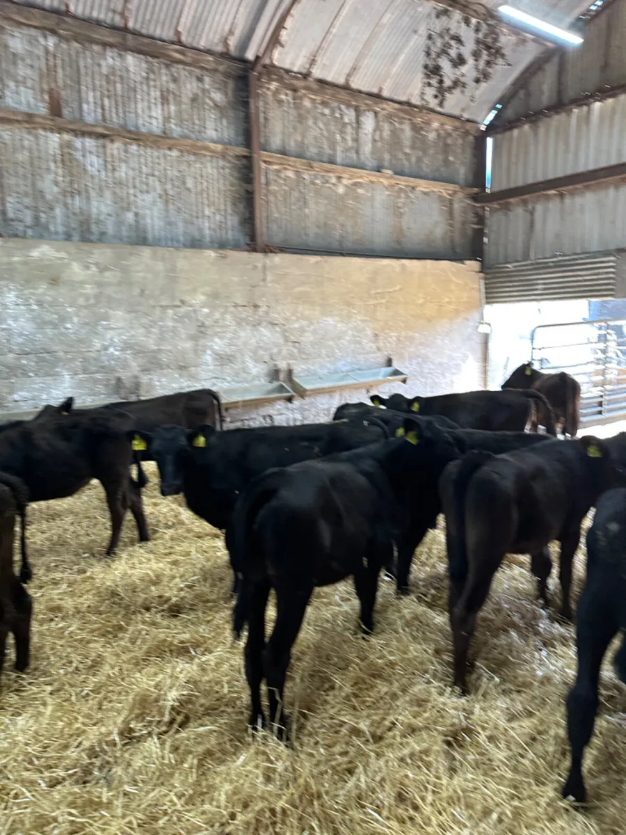 Angus and lim heifers - Image 4