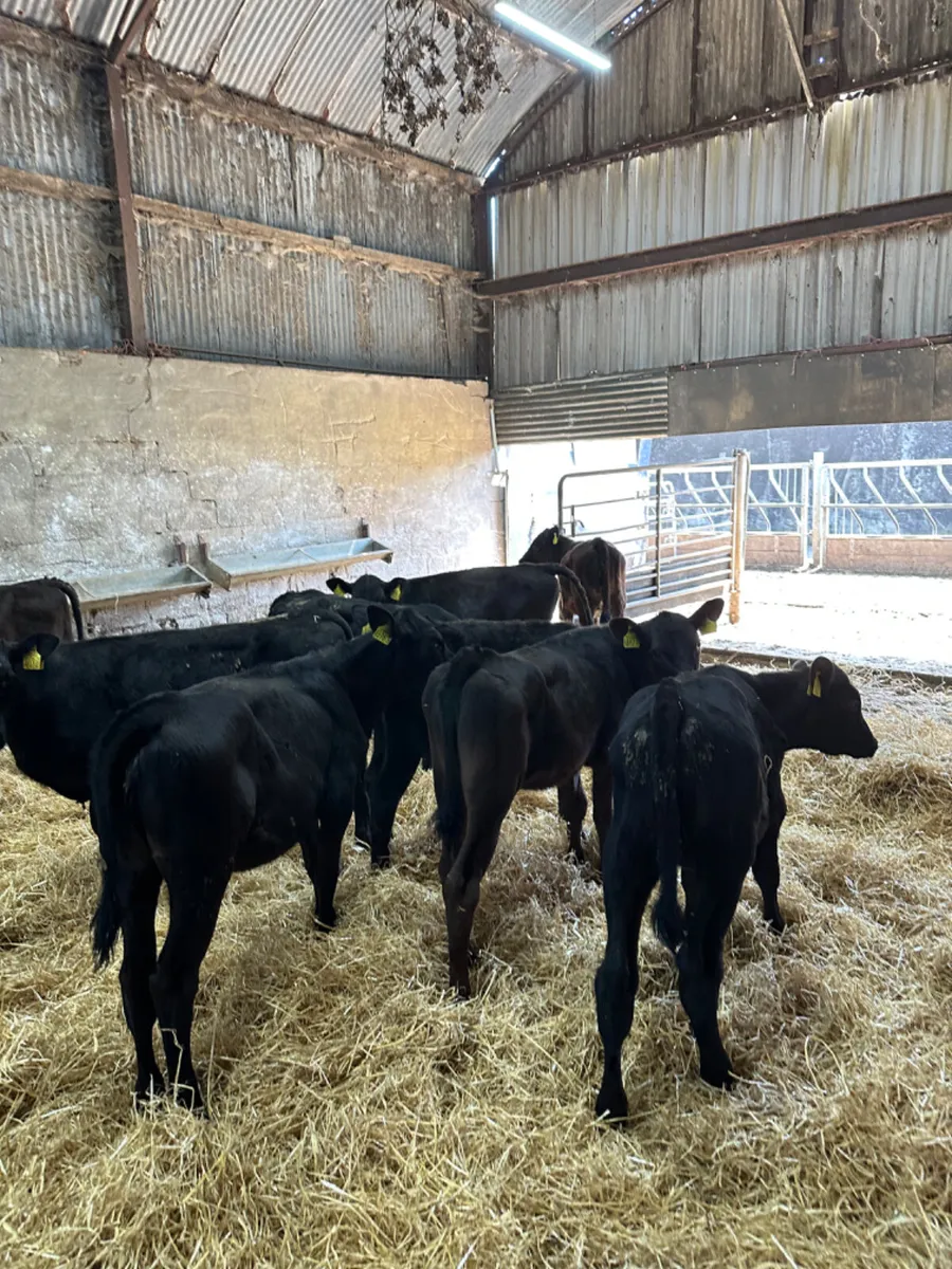 Angus and lim heifers - Image 2