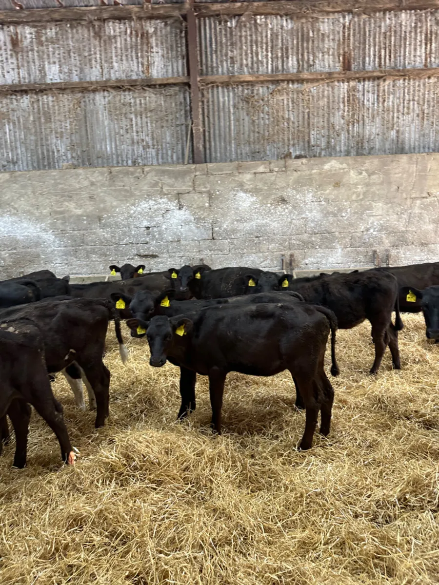 Angus and lim heifers - Image 3
