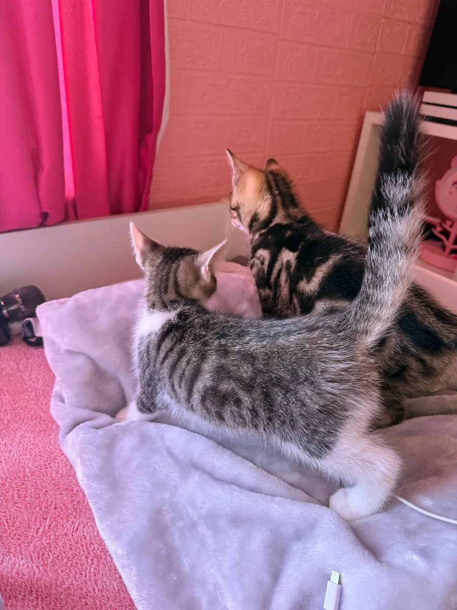 Bengal mix brothers - Image 3