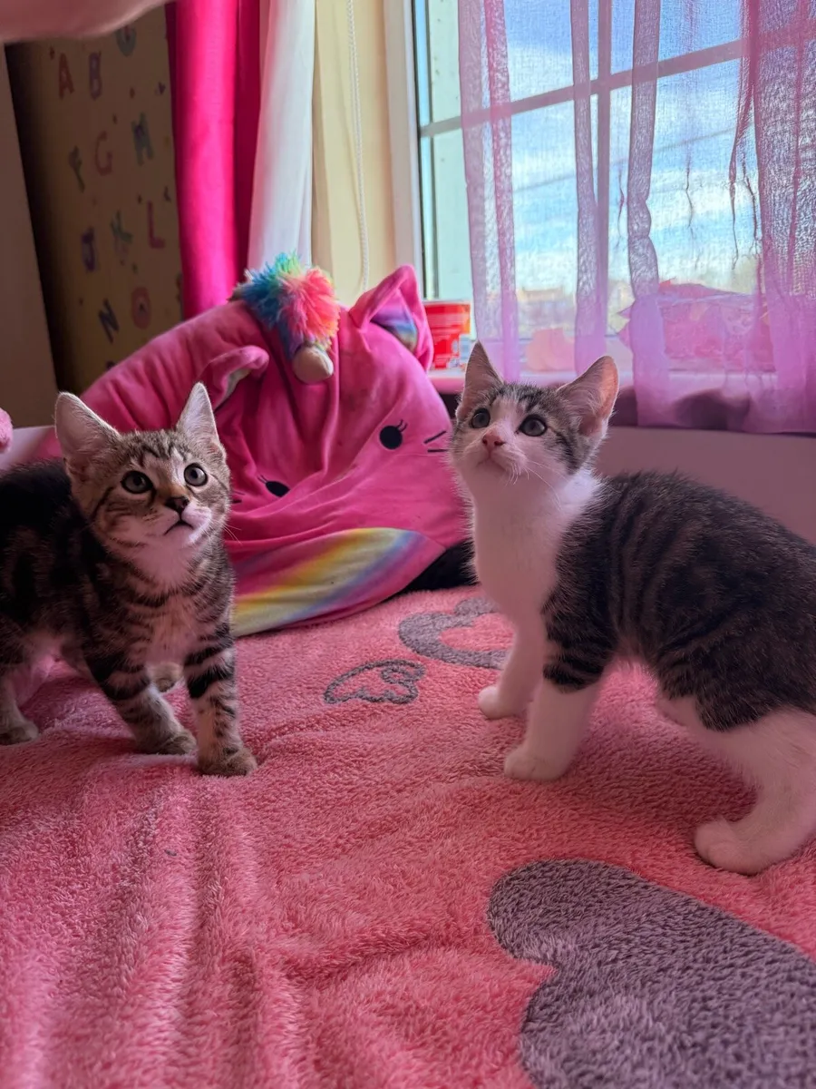 Bengal mix brothers - Image 1