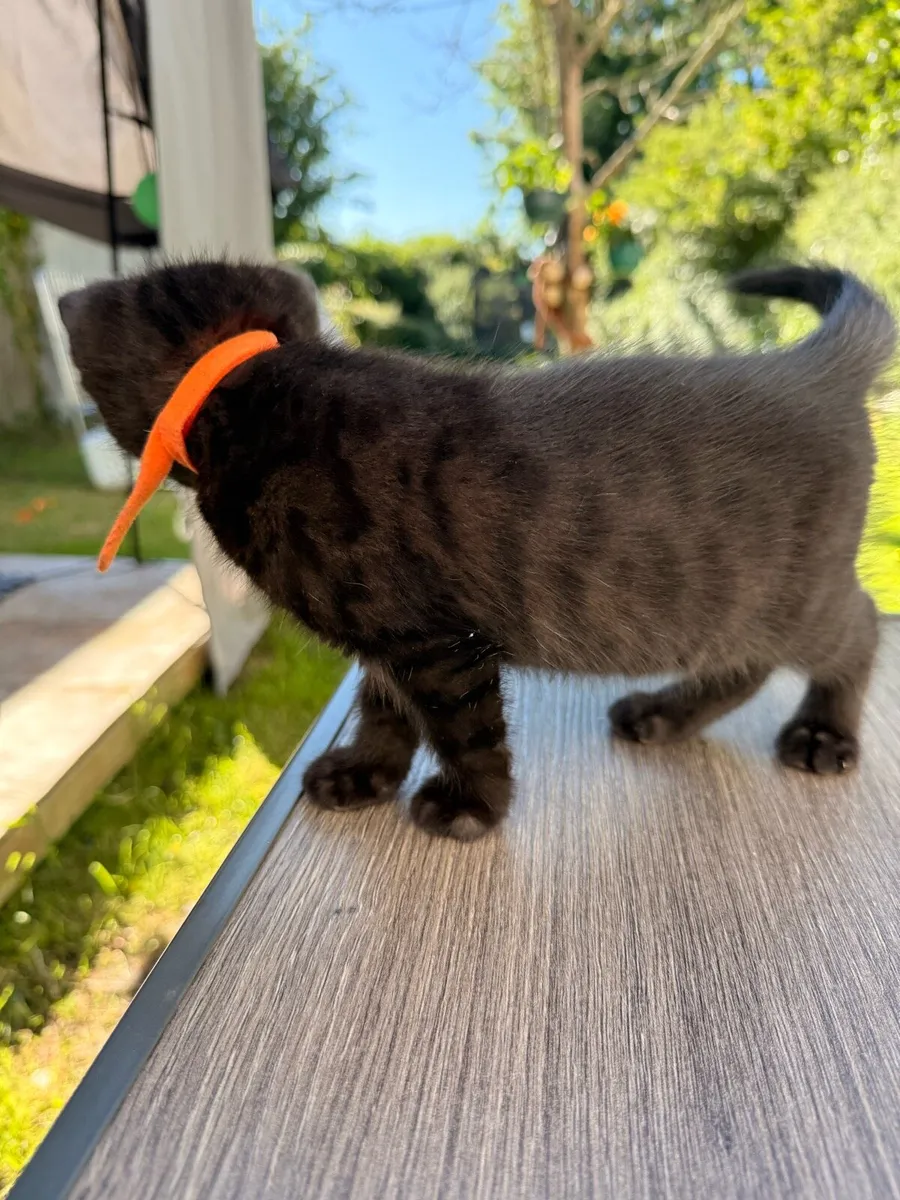 Black bengal mix lady 🫶 - Image 1