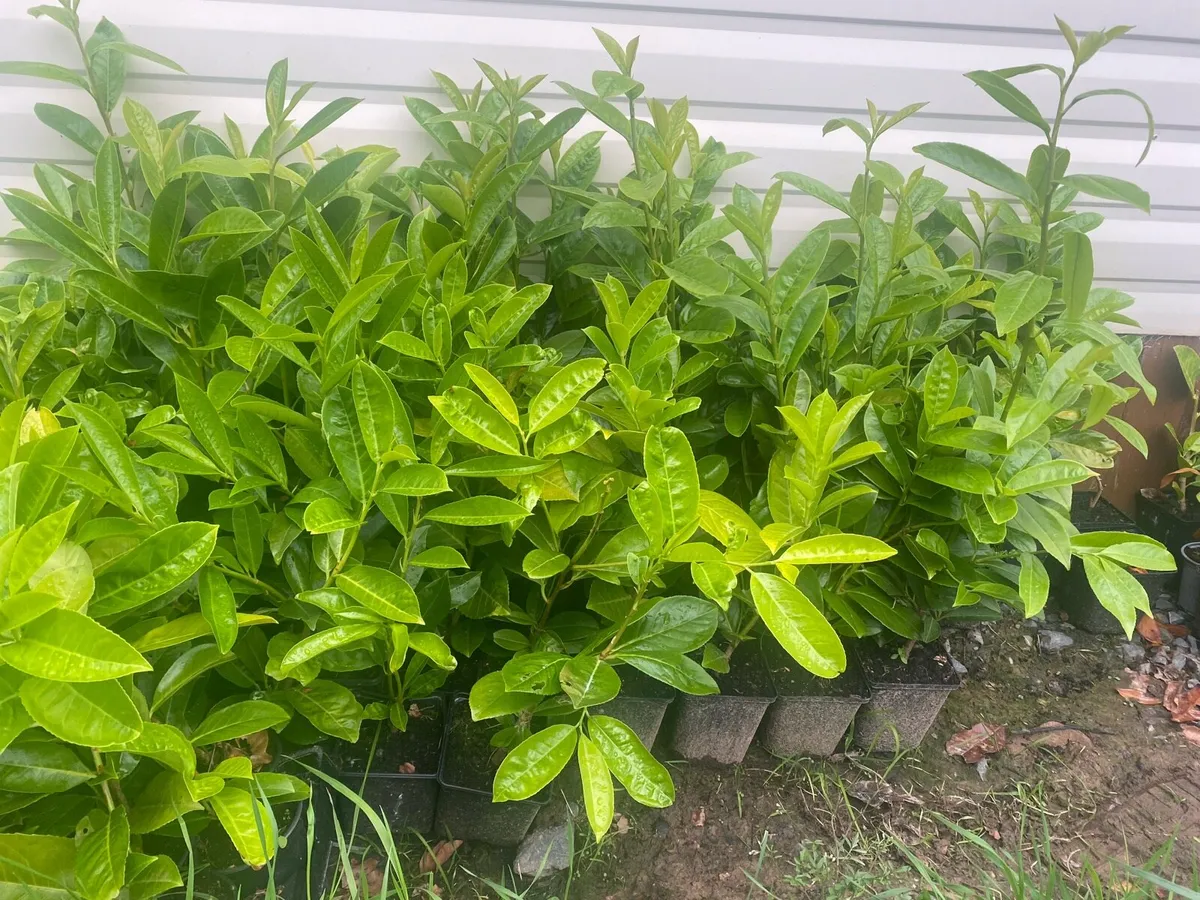 Laurel hedging 1.5ft tall - Image 3