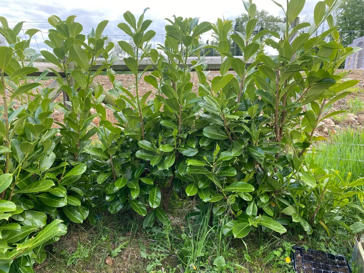 Laurel hedging 1.5ft tall - Image 4