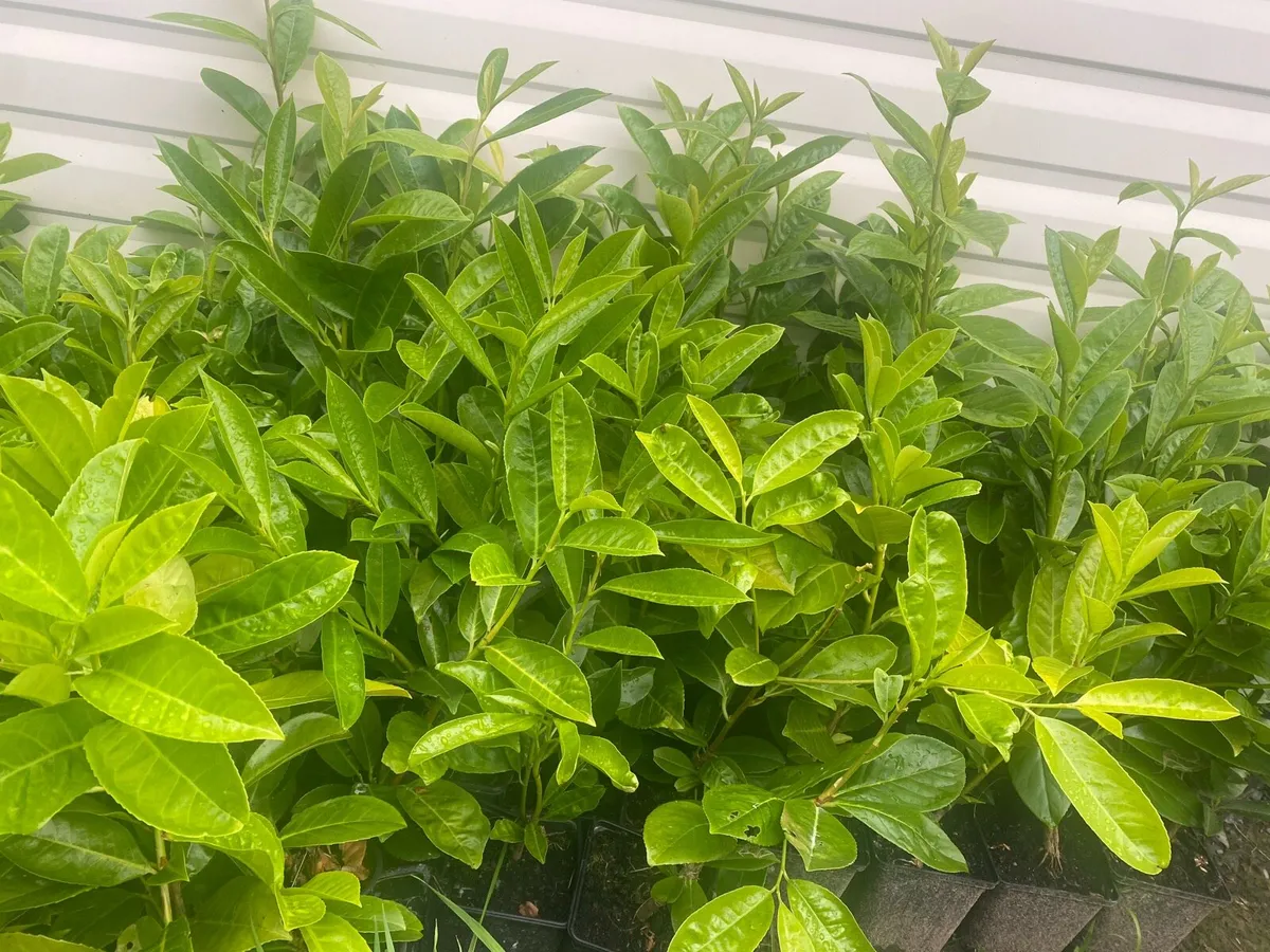 Laurel hedging 1.5ft tall - Image 2