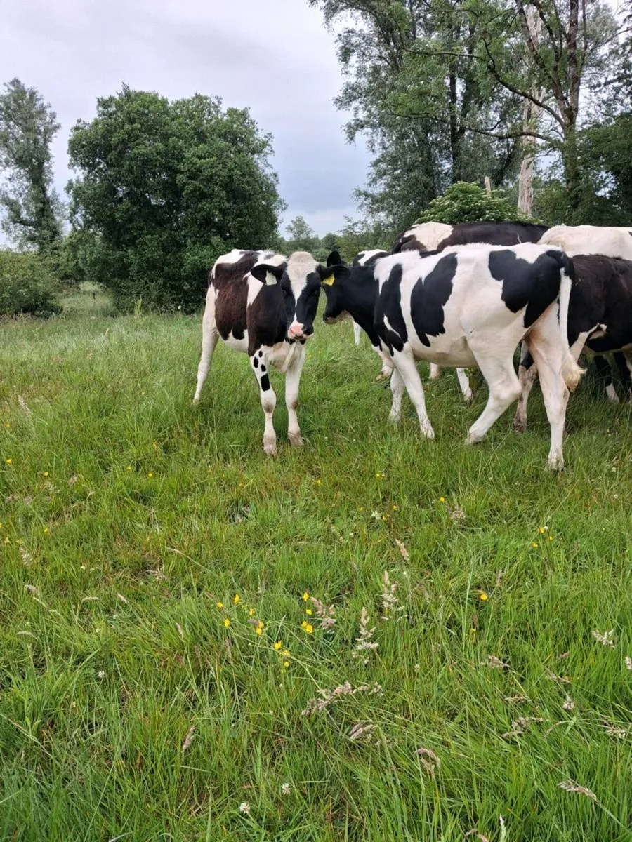 Year old PBNR fresian Heifers  by  AI sires - Image 1