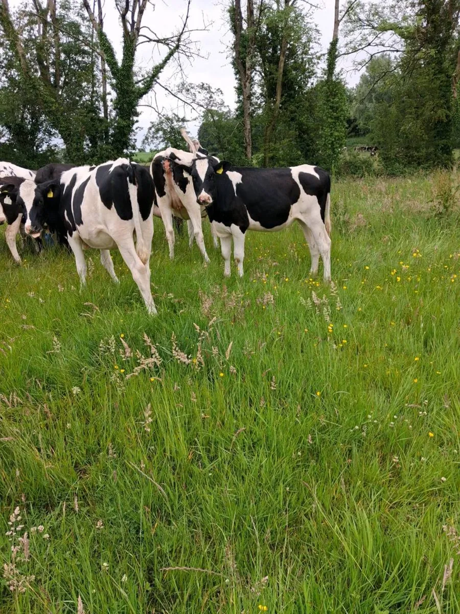 Year old PBNR fresian Heifers  by  AI sires - Image 2