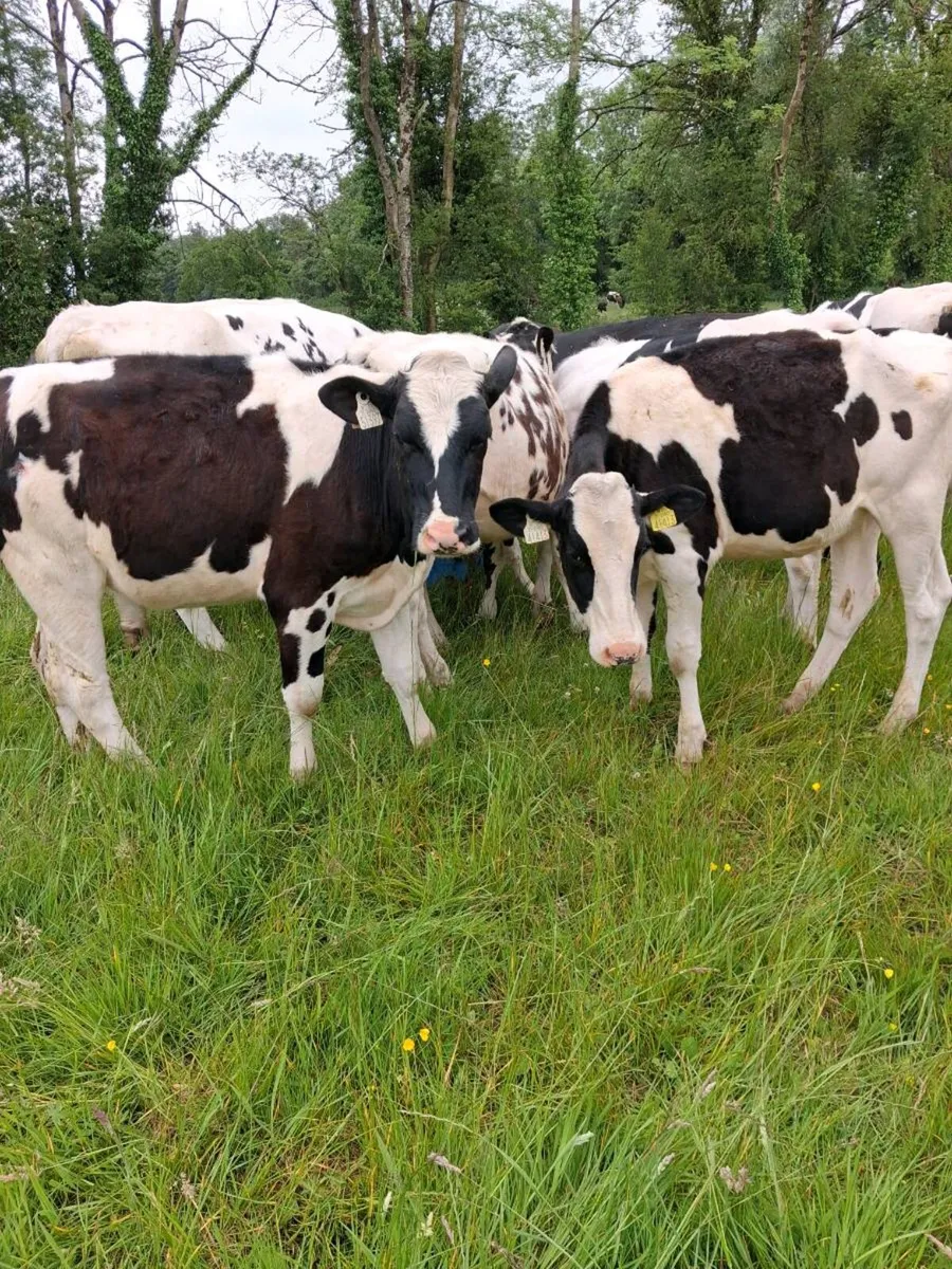 Year old PBNR fresian Heifers  by  AI sires - Image 3