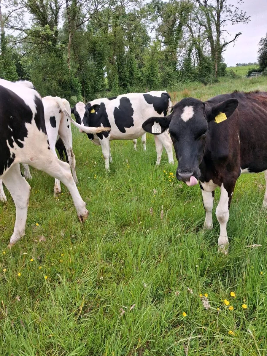 Year old PBNR fresian Heifers  by  AI sires - Image 4