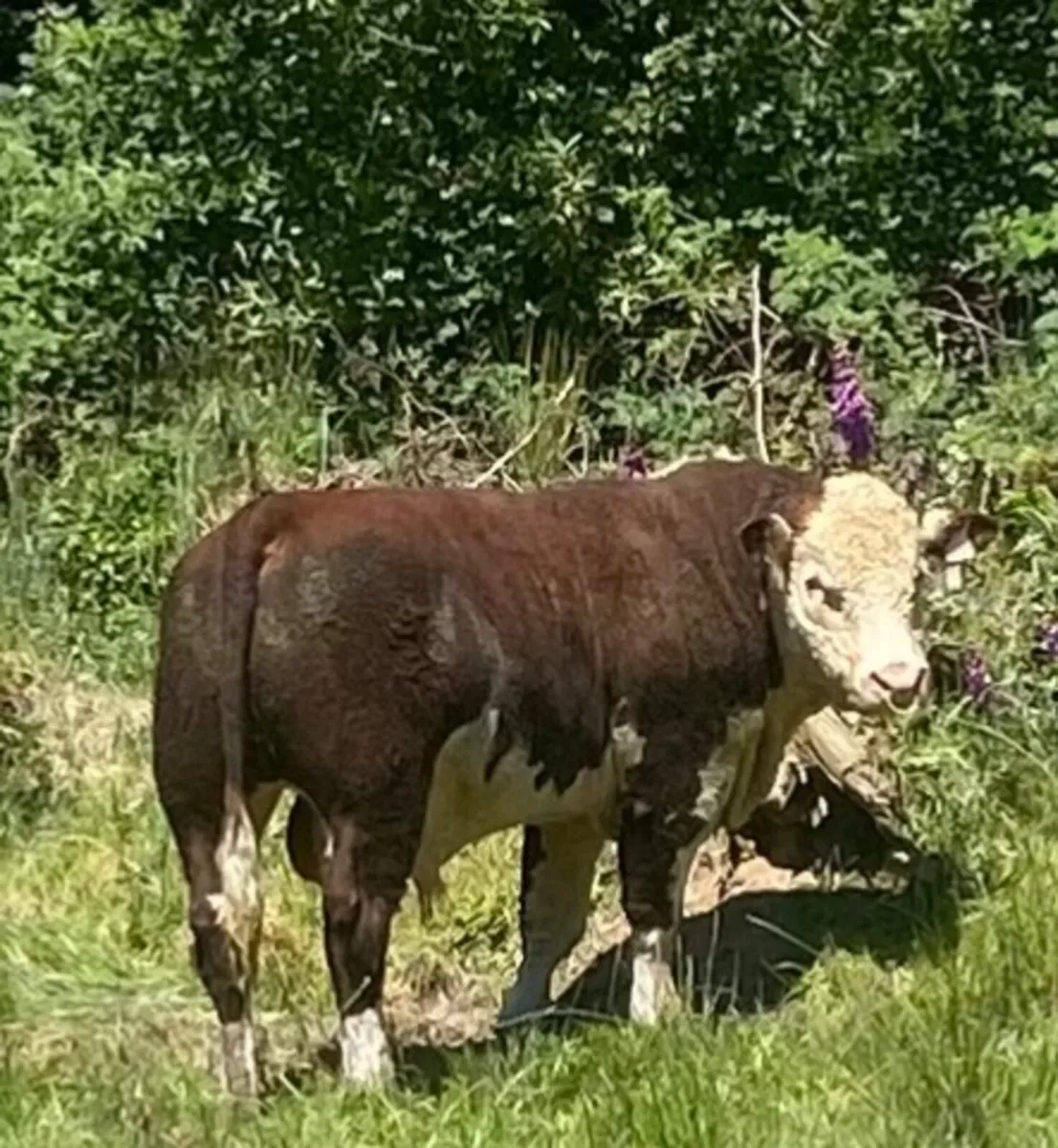 Hereford Bull - Image 3