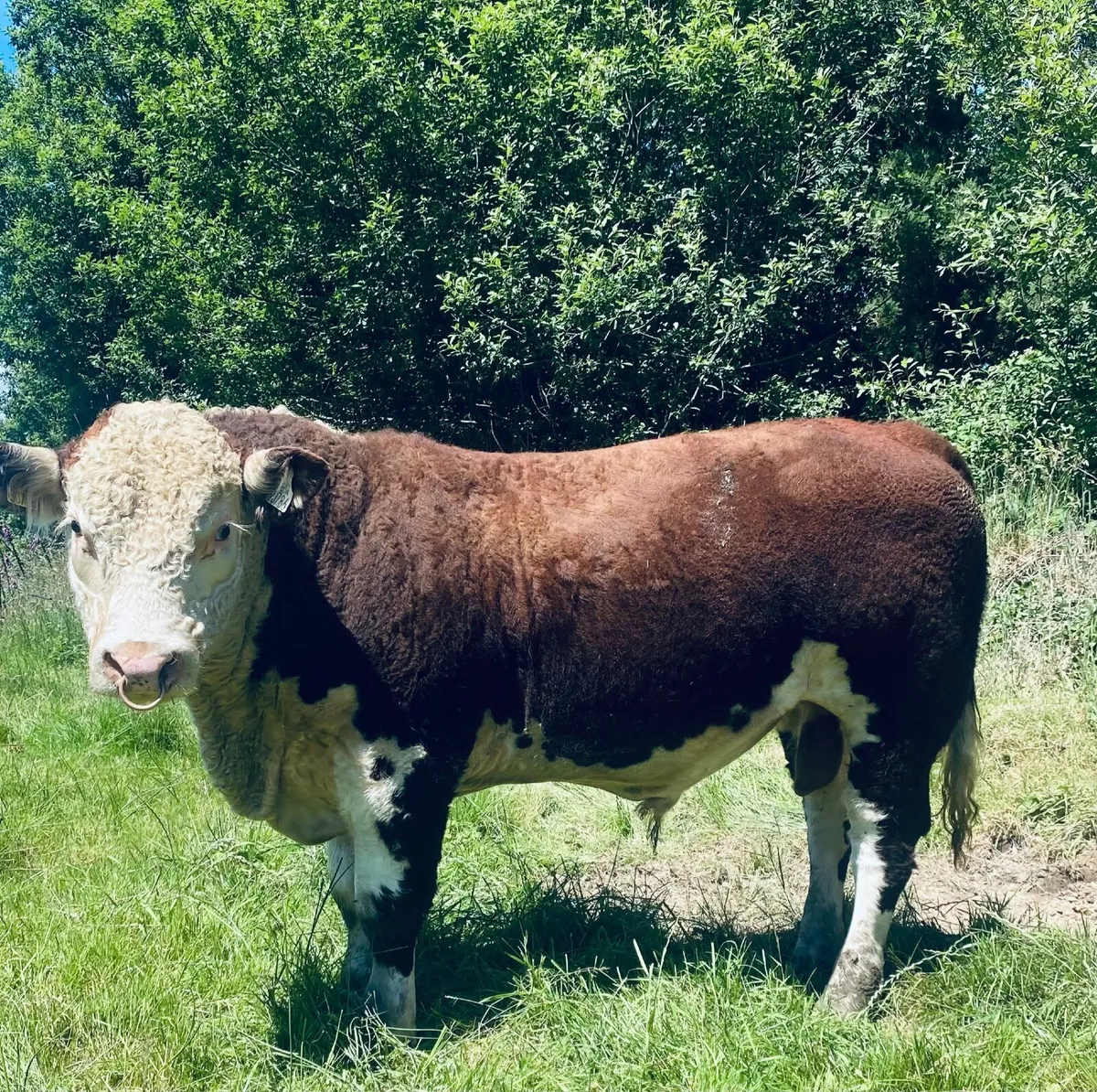 Hereford Bull - Image 2