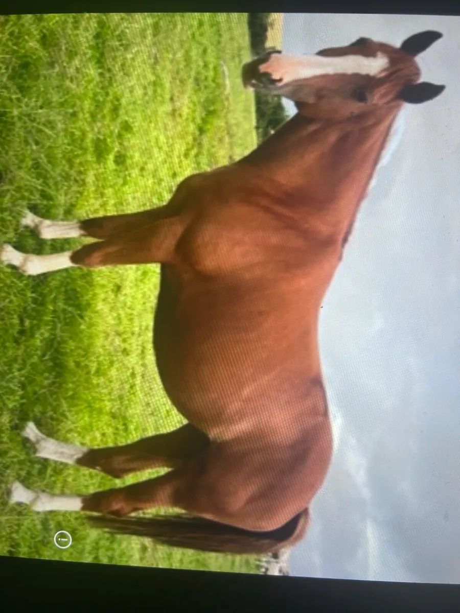 Broodmare